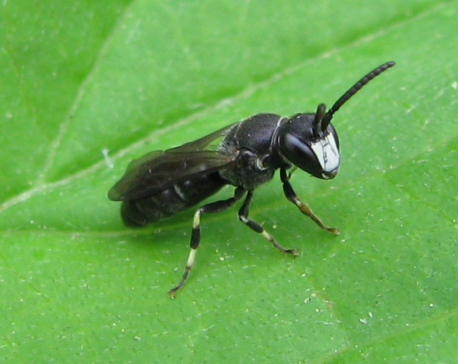 Hylaeus sp.